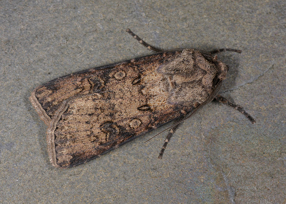 73.319 BF2087 Turnip Agrotis segetum