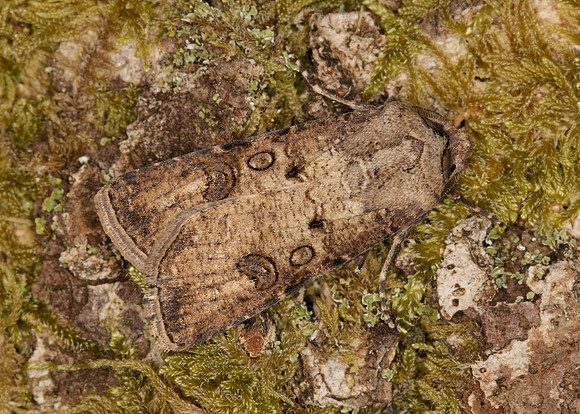 73.319 BF2087 Turnip Agrotis segetum