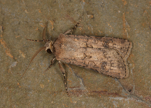 73.319 BF2087 Turnip Agrotis segetum