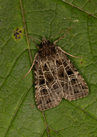 73.368 BF2136 Gothic Naenia typica