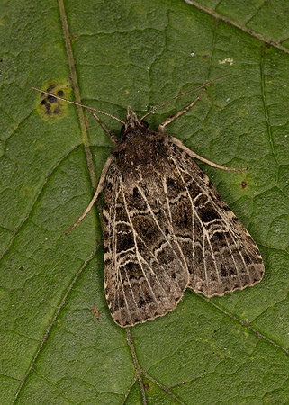 73.368 BF2136 Gothic Naenia typica
