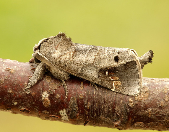 71.029 BF2018 Scarce Chocolate-tip Clostera anachoreta