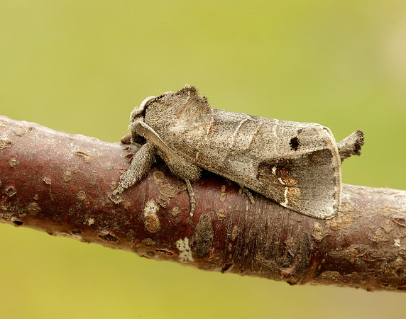 71.029 BF2018 Scarce Chocolate-tip Clostera anachoreta