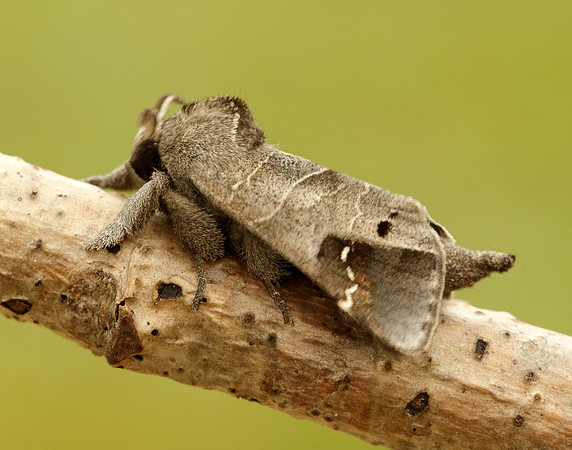 71.029 BF2018 Scarce Chocolate-tip Clostera anachoreta