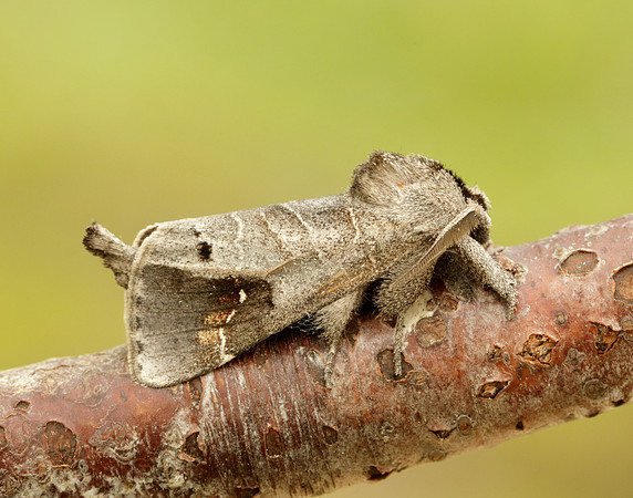 71.029 BF2018 Scarce Chocolate-tip Clostera anachoreta