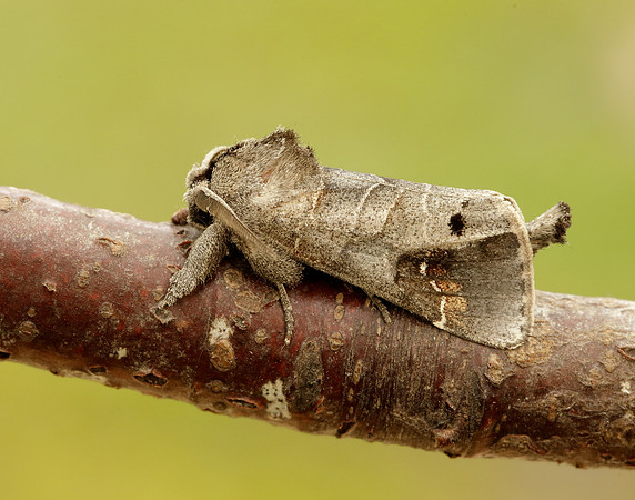 71.029 BF2018 Scarce Chocolate-tip Clostera anachoreta