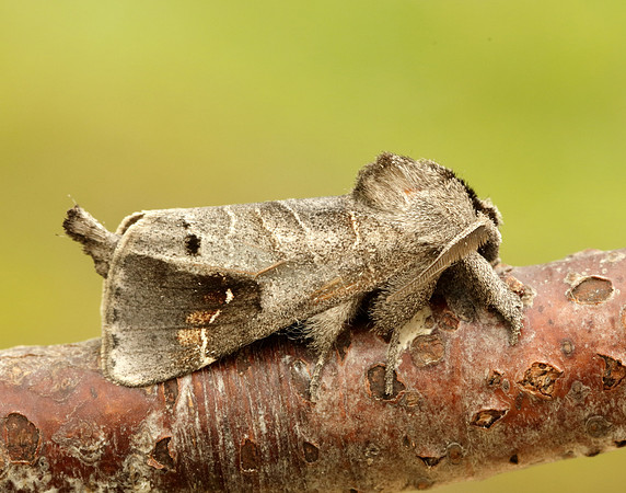 71.029 BF2018 Scarce Chocolate-tip Clostera anachoreta