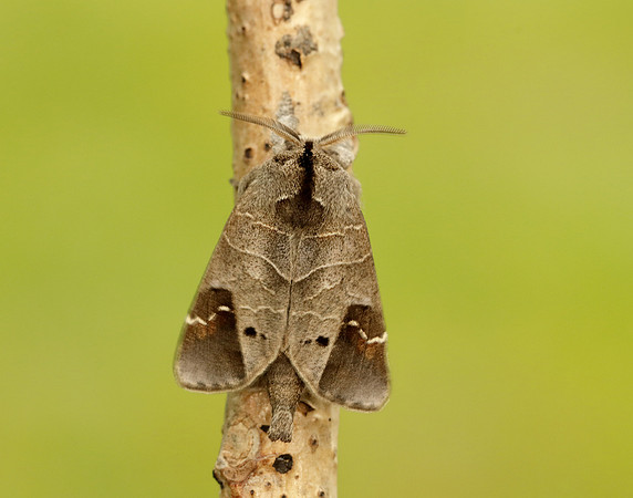 71.029 BF2018 Scarce Chocolate-tip Clostera anachoreta