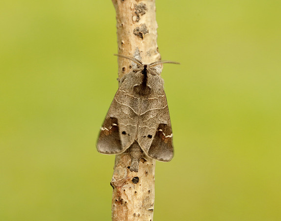 71.029 BF2018 Scarce Chocolate-tip Clostera anachoreta