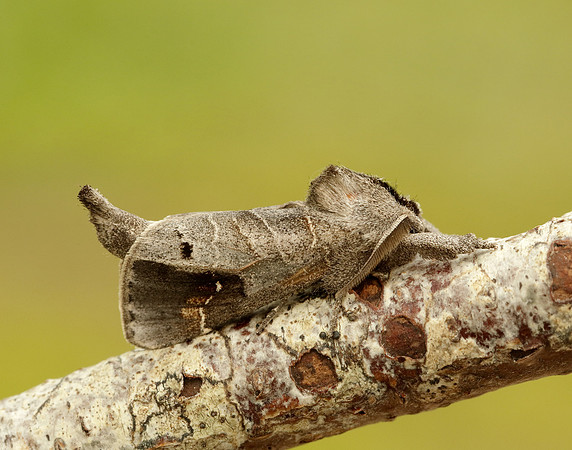 71.029 BF2018 Scarce Chocolate-tip Clostera anachoreta