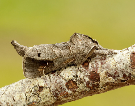 71.029 BF2018 Scarce Chocolate-tip Clostera anachoreta