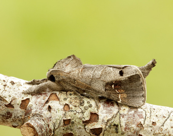 71.029 BF2018 Scarce Chocolate-tip Clostera anachoreta