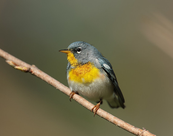 Northern Parula