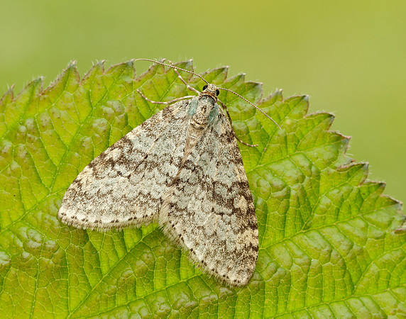 70.202 BF1881 Early Tooth-striped Trichopteryx carpinata