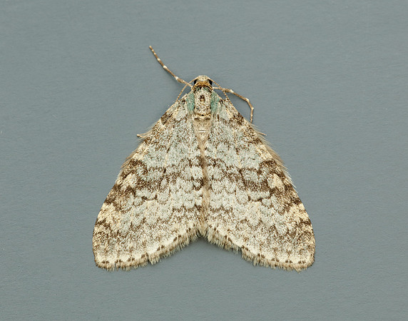 70.202 BF1881 Early Tooth-striped Trichopteryx carpinata