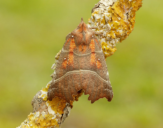 72.001 BF2469  Herald Scoliopteryx libatrix