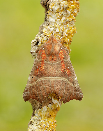 72.001 BF2469  Herald Scoliopteryx libatrix