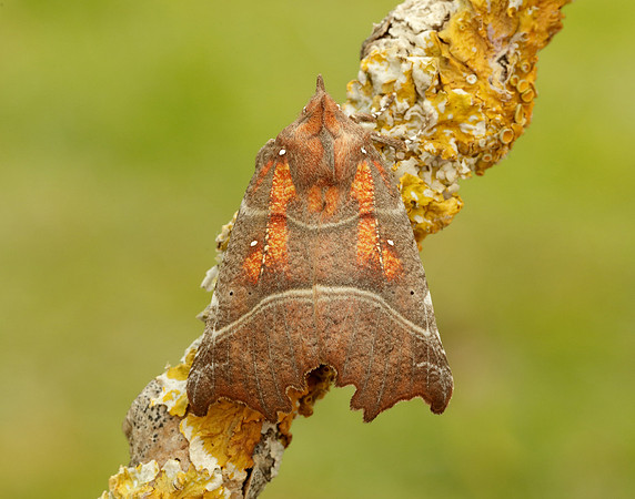 72.001 BF2469  Herald Scoliopteryx libatrix