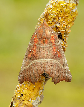 72.001 BF2469  Herald Scoliopteryx libatrix
