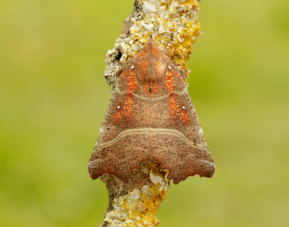 72.001 BF2469  Herald Scoliopteryx libatrix