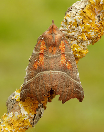 72.001 BF2469  Herald Scoliopteryx libatrix