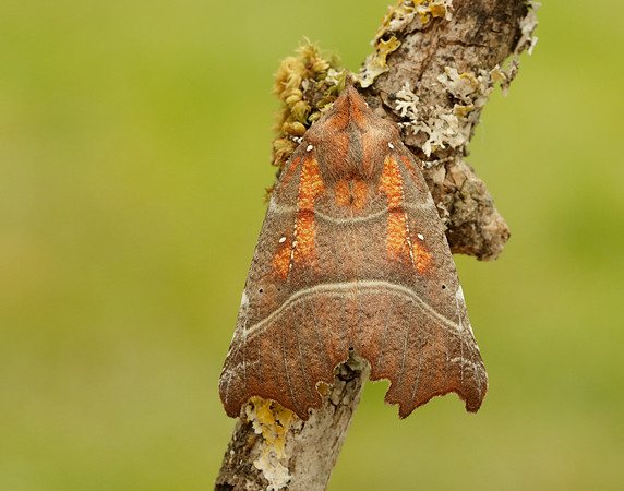 72.001 BF2469  Herald Scoliopteryx libatrix