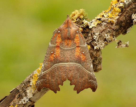 72.001 BF2469  Herald Scoliopteryx libatrix