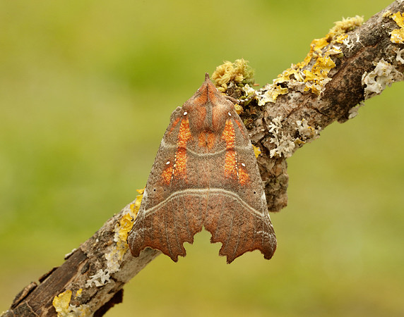 72.001 BF2469  Herald Scoliopteryx libatrix