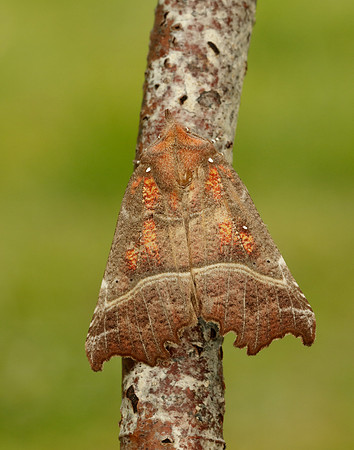72.001 BF2469  Herald Scoliopteryx libatrix