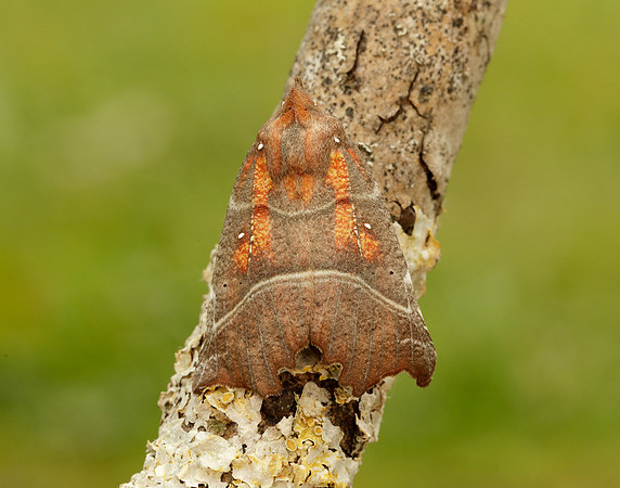 72.001 BF2469  Herald Scoliopteryx libatrix