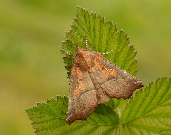72.001 BF2469  Herald Scoliopteryx libatrix