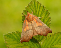 72.001 BF2469 Herald Scoliopteryx libatrix