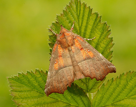 72.001 BF2469  Herald Scoliopteryx libatrix
