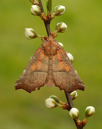 72.001 BF2469  Herald Scoliopteryx libatrix