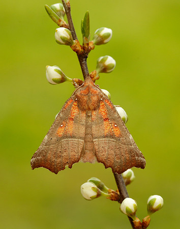 72.001 BF2469  Herald Scoliopteryx libatrix