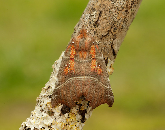 72.001 BF2469  Herald Scoliopteryx libatrix