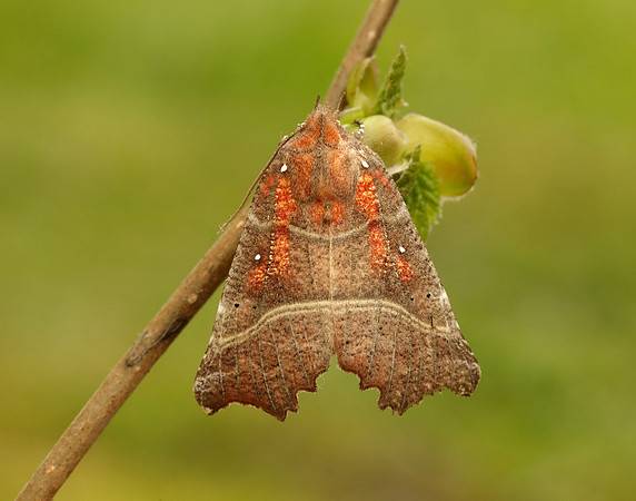 72.001 BF2469  Herald Scoliopteryx libatrix