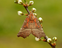 72.001 BF2469 Herald Scoliopteryx libatrix