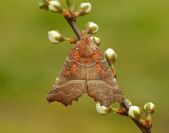 72.001 BF2469  Herald Scoliopteryx libatrix