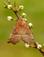 72.001 BF2469 Herald Scoliopteryx libatrix