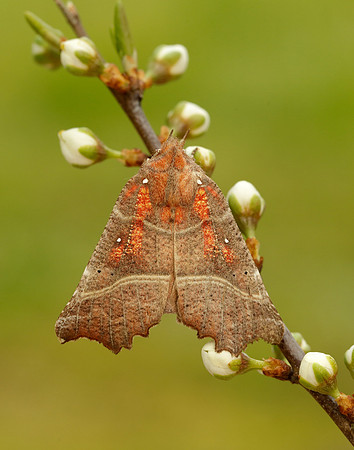 72.001 BF2469  Herald Scoliopteryx libatrix