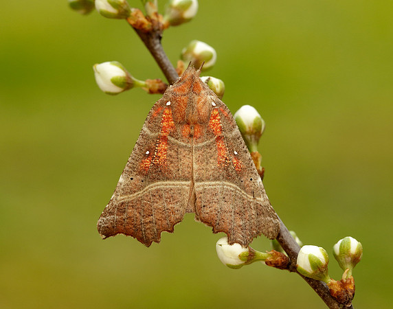 72.001 BF2469  Herald Scoliopteryx libatrix