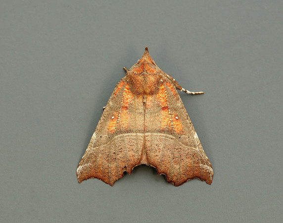 72.001 BF2469  Herald Scoliopteryx libatrix