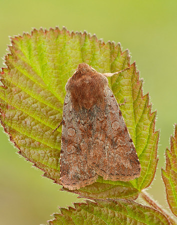 73.336 BF2139 Red Chestnut Cerastis rubricosa