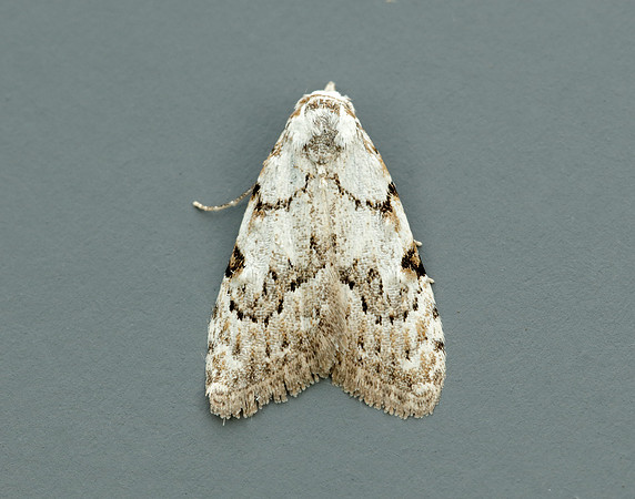 74.004 BF2078 Least Black Arches Nola confusalis
