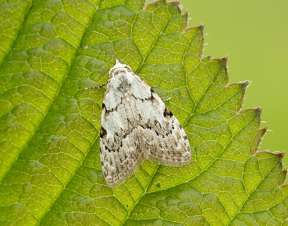 74.004 BF2078 Least Black Arches Nola confusalis