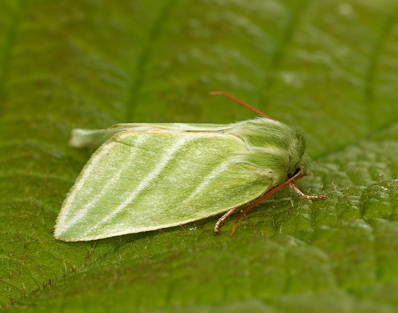 74.008 BF2422 Green Silver-lines Pseudoips prasinana