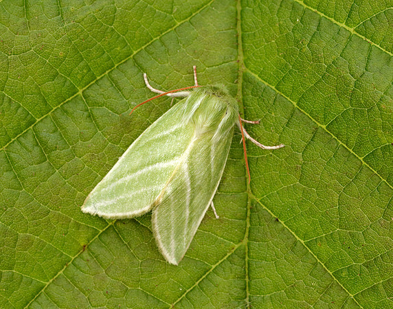 74.008 BF2422 Green Silver-lines Pseudoips prasinana