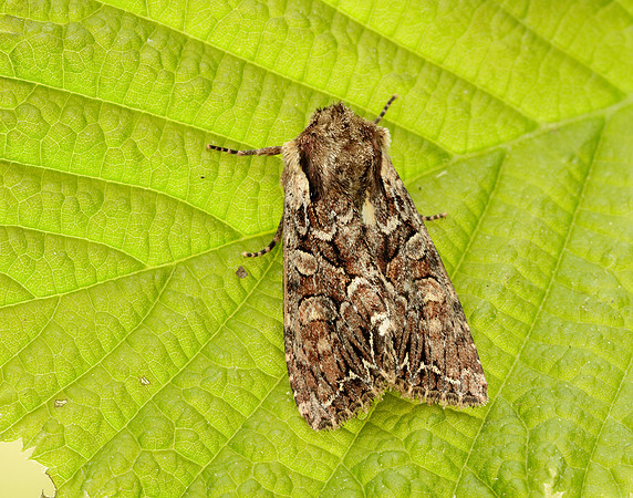 73.264 BF2158 Pale-shouldered Brocade Lacanobia thalassina