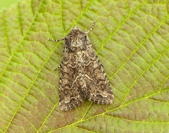 73.154 BF2330 Dusky Brocade Apamea remissa